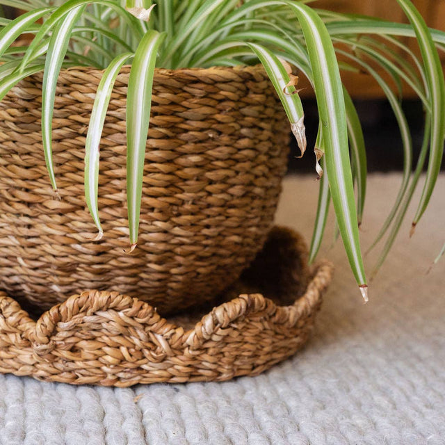 Bangali Scalloped Lidded Seagrass Storage Baskets – Set of 3