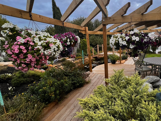 Garden scene with wooden pergola, hanging flower baskets, and greenery.