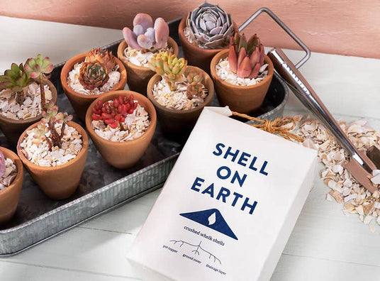 Small potted plants on a tray with a 'Shell on Earth' on a wooden surface.