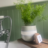 Vetiver Natural Root Bath Scrub | Natural Body Exfoliator