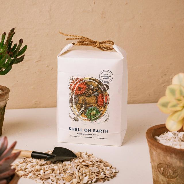 Crushed Whelk Shells – Rockpool Limited Edition Decorative Shell Bag