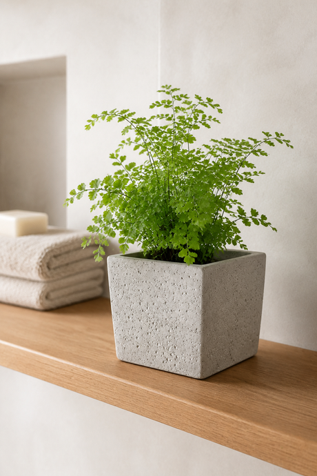 A small green fern plant in a square light gray concrete planter, displayed on a wooden shelf against a warm off-white wall.