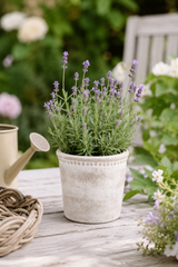 Potted lavender plant  in a white washed terracotta plant pot on a wooden table with a blurred garden background