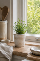 Herb plant in a terracotta pot on a windowsill with natural light