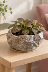 Pink-veined fittonia in a round rock effect ceramic plant pot on a pale wooden side table.