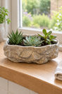 Three miniature succulents displayed in a textured rock effect ceramic planter on an oak windowsill.