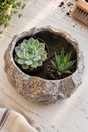 Overhead view of two succulents in removable nursery pots inside a round rock effect ceramic planter.