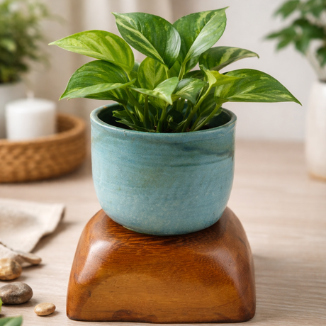 Potted plant on a wooden stand with a neutral background