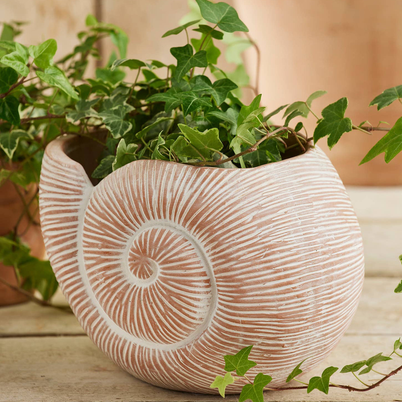 Decorative shell-shaped planter with green plants on a wooden surface