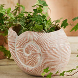 Decorative shell-shaped planter with green plants on a wooden surface
