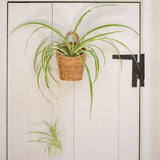Slim Seagrass Hanging Storage Basket